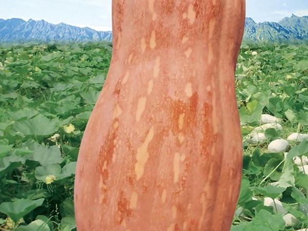 興蔬金優蜜2號